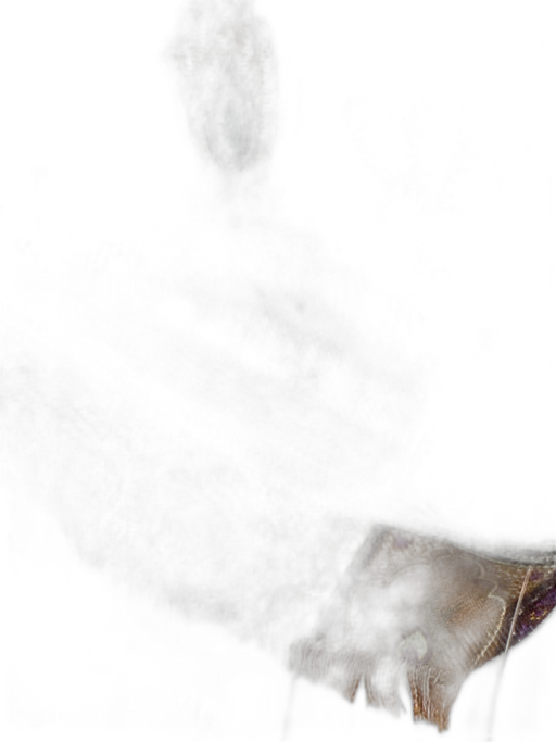 Etro Magenta, Purple, & Multi Paisley Frayed Edge Rectangle scarf Magenta, Purple, & Multi