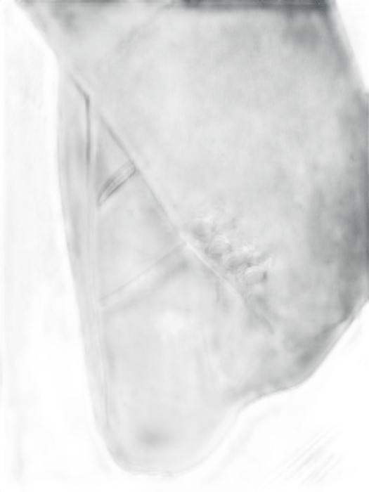 Alexander McQueen Size 44 Black & Pink Wool & Silk Long Sleeve Ribbon Jacket Black & Pink / 44